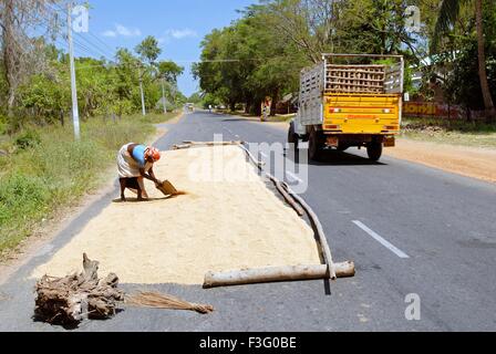 Rice paddy drying on road near Vadalur ; Tamil Nadu ; India Stock Photo