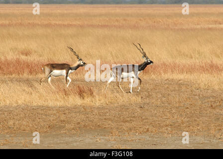 Male Black Buck antelope cervacapra ; Velavadar sanctuary ; Velavadar ; Gujarat ; India Stock Photo