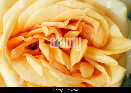 The Centenary Rose Garden Vijayanagaram Rose Garden ; Udhagamandalam Ooty in the Nilgiri mountains ; Tamil Nadu ; India Stock Photo