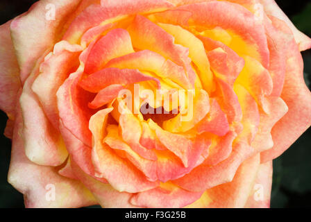 The Centenary Rose Garden Vijayanagaram Rose Garden ; Udhagamandalam Ooty in the Nilgiri mountains ; Tamil Nadu ; India Stock Photo