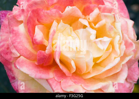 The Centenary Rose Garden Vijayanagaram Rose Garden ; Udhagamandalam Ooty in the Nilgiri mountains ; Tamil Nadu ; India Stock Photo