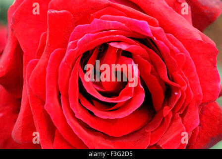 The Centenary Rose Garden Vijayanagaram Rose Garden ; Udhagamandalam Ooty in the Nilgiri mountains ; Tamil Nadu ; India Stock Photo