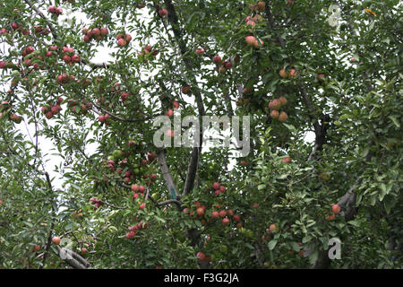 Apple tree ; Manali ; Himachal Pradesh ; India Stock Photo