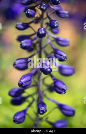 Deep blue buds of a Delphinium flower spike in a summer garden. Stock Photo