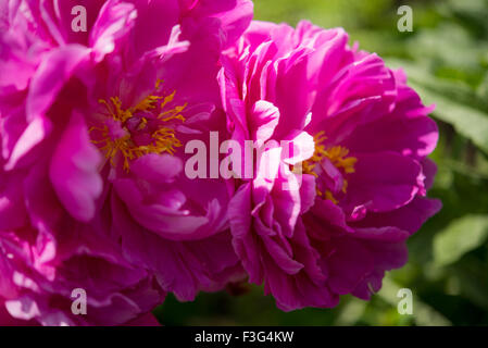 Deep pink, double Peony flowers in summer sunshine. Stock Photo