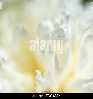 Close up of a double flowered Peony with creamy white frilly petals. Stock Photo