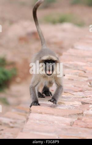 Angry monkey common langur presbytis entellus ; Mandore ; Jodhpur ; Rajasthan ; India Stock Photo