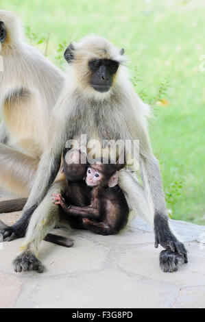Monkey common langur presbytis entellus feeding milk to babies ; Mandore ; Jodhpur ; Rajasthan ; India