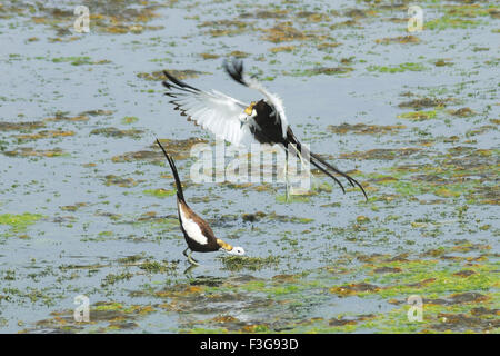 Birds ; pair of pheasant tailed jacana hydrophasianus chirurgus at lake ; Jodhpur ; Rajasthan ; India Stock Photo