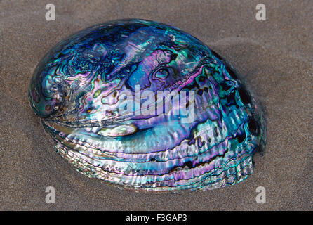 abalone pearlised shell, paua shell, Stock Photo