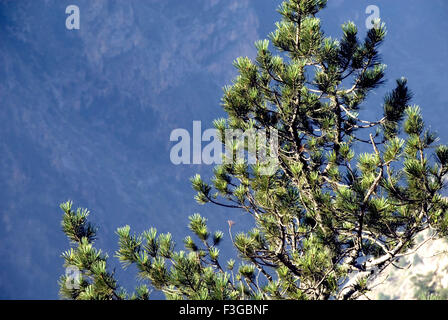 pine tree ; Kalpa ; Sutlej river valley ; Reckong Peo ; Kinnaur district ; Himachal Pradesh ; India ; Asia Stock Photo