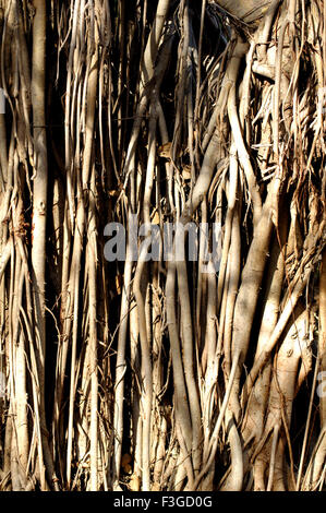 Roots of peepal tree, India, Asia Stock Photo - Alamy