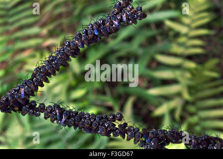 Carpenter bees Ceratina swarm on plant Stock Photo - Alamy
