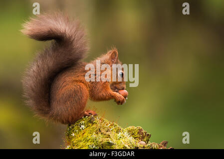 Red squirrel sitting on stump Stock Photo