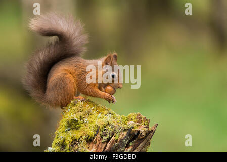 Red squirrel sitting on stump feeding Stock Photo