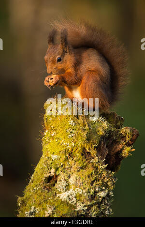 Red squirrel eating hazel nut on stump Stock Photo