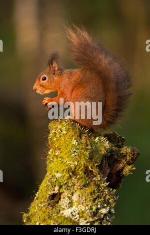 Red squirrel eating hazel nut on stump Stock Photo