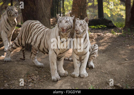 White tiger, bleached tiger, animal, leucistic pigmentation, Bengal tigers, India, Asia Stock Photo