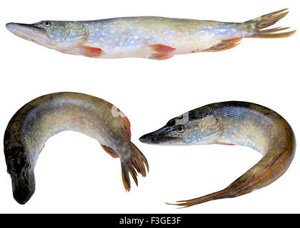 Pike, fish, closeup, isolated, photo, white, horizontal, freshwater, black, uncooked. Stock Photo