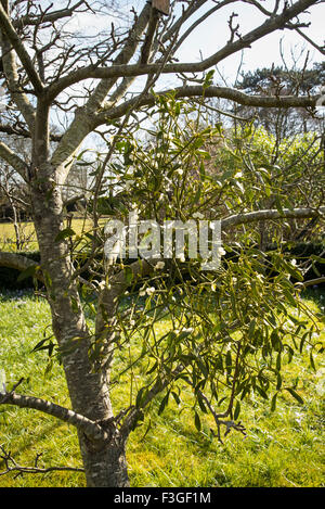 Mistletoe growing on a young apple tree in Wiltshire UK Stock Photo