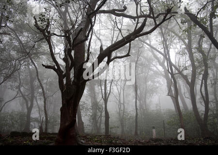 View of forest in Monsoon Season on Hill station ; Matheran ; Maharashtra ; India Stock Photo