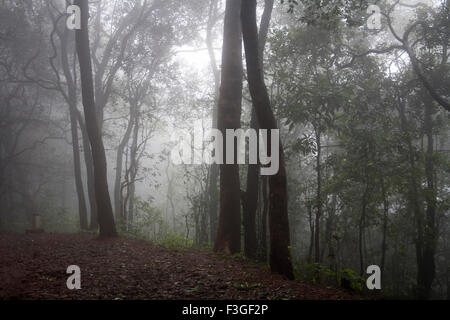 View of forest in Monsoon Season on Hill station ; Matheran ; Maharashtra ; India Stock Photo