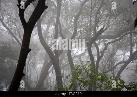 View of forest in Monsoon Season on Hill station ; Matheran ; Maharashtra ; India Stock Photo