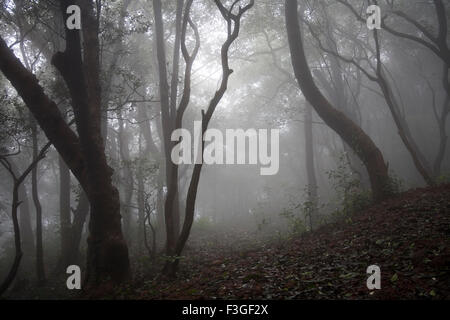 View of forest in Monsoon Season on Hill station ; Matheran ; Maharashtra ; India Stock Photo