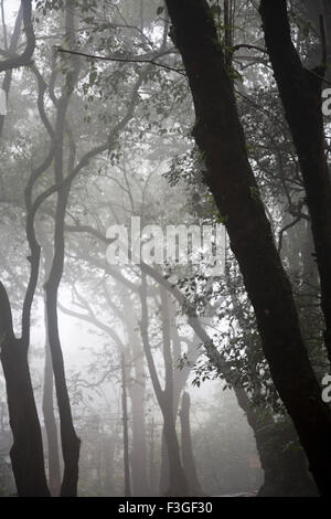 View of forest in Monsoon Season on Hill station ; Matheran ; Maharashtra ; India Stock Photo