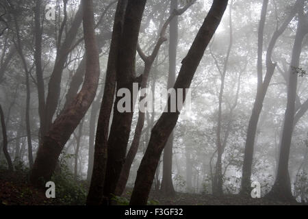 View of forest in Monsoon Season on Hill station ; Matheran ; Maharashtra ; India Stock Photo