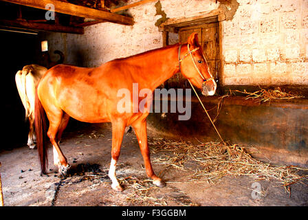 Horse, Lalji Maharaj ni Jagya, Sayla, Surendranagar, Gujarat, India, Asia Stock Photo