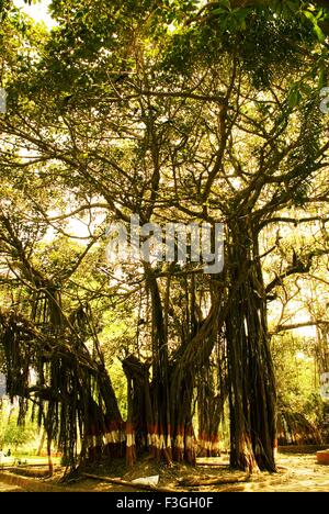 Banyan Tree India Stock Photo