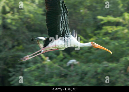 Painted stork bird flying ; Delhi zoo ; Delhi ; India Stock Photo