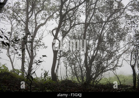 View of forest in Monsoon Season on Hill station ; Matheran ; Maharashtra ; India Stock Photo