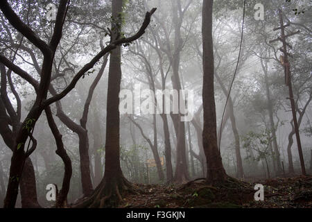 View of forest in Monsoon Season on Hill station ; Matheran ; Maharashtra ; India Stock Photo