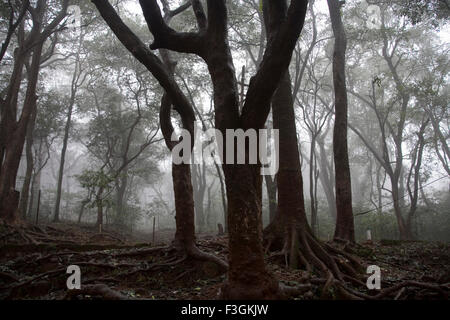 View of forest in Monsoon Season on Hill station ; Matheran ; Maharashtra ; India Stock Photo