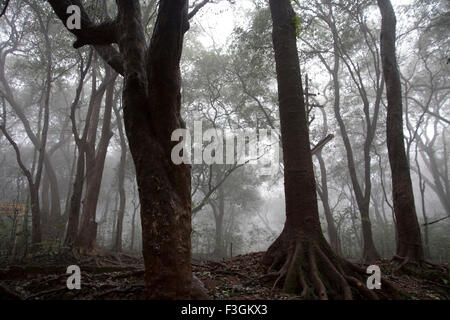 View of forest in Monsoon Season on Hill station ; Matheran ; Maharashtra ; India Stock Photo