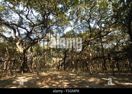 Great Banyan tree largest in India ; Botanical Garden ; Calcutta kolkata ; West Bengal ; India Stock Photo