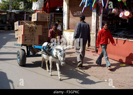 Rider riding donkey cart ; Salasar ; Rajasthan ; India Stock Photo