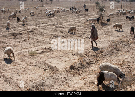 Shepherd looking at sheep engaged in grazing ; Ladnun ; Rajasthan ; India Stock Photo