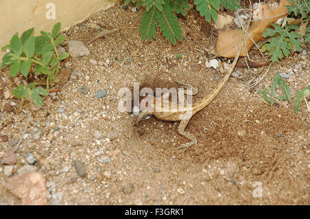 Lizard covering eggs, oriental garden lizard, eastern garden lizard ...