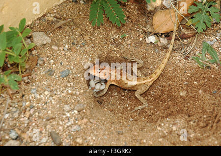 Lizard covering eggs, oriental garden lizard, eastern garden lizard, bloodsucker lizard, changeable lizard, India, Asia Stock Photo