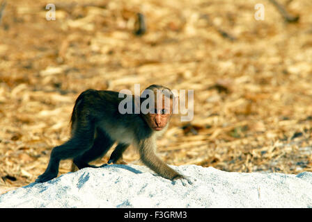 Bonnet monkey baby Macaca radiata particular specie with red face found in Bandipur ; Karnataka ; India Stock Photo