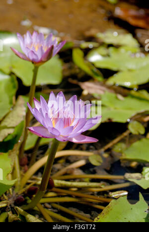 blue lotus, Nymphaea nouchali, Nymphaea stellata, star lotus, red and blue water lily, blue star water lily, manel flower, India, Asia Stock Photo