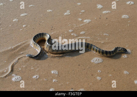 Reptiles Poisonous sea snake lapemis curtus at beach of Kunkeshwar taluka Devgad district Sindhudurga Maharashtra India Stock Photo