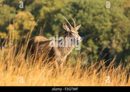 Red deer stag (Cervus elaphus) standing in field. Stock Photo