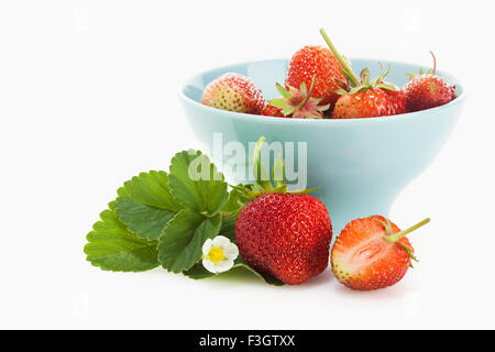 Mieze Schindler variety strawberries with their leaves and blossom in and around bowl isolated on white background Stock Photo