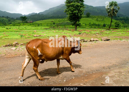 Indian bull on road of Taluka Panvel ; district Raigadh ; Maharashtra ; India Stock Photo