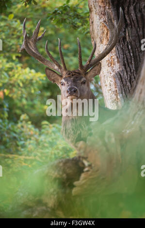 Red deer stag (Cervus elaphus) standing in woodland setting. Stock Photo