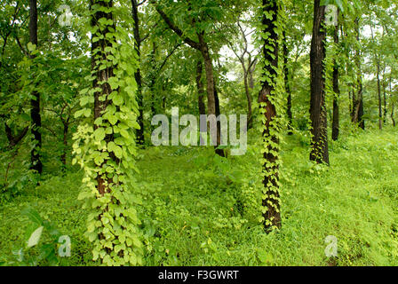 In monsoon climbing plants climb on tree trunks in the forest Asangaon road ; district Thane ; Maharashtra ; India Stock Photo